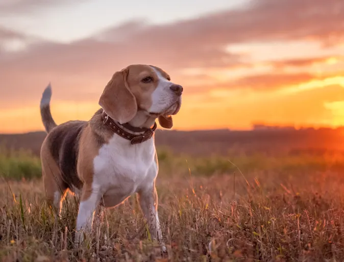 Beagle standing in a grassy field at sunset