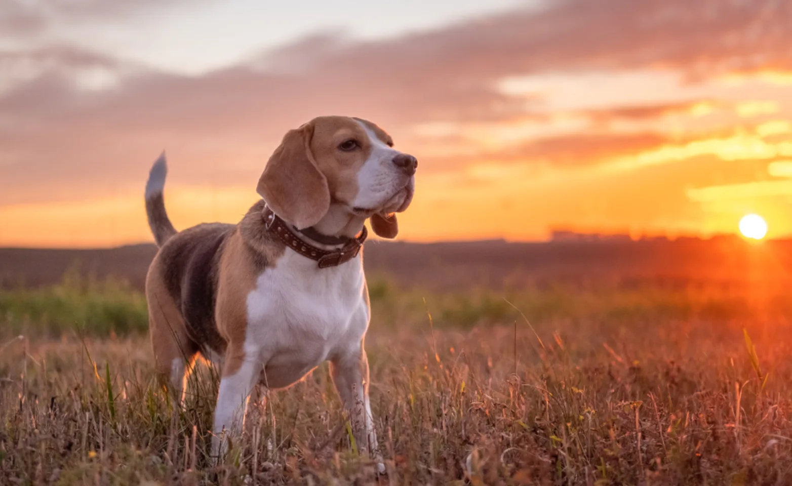 Beagle standing in a grassy field at sunset