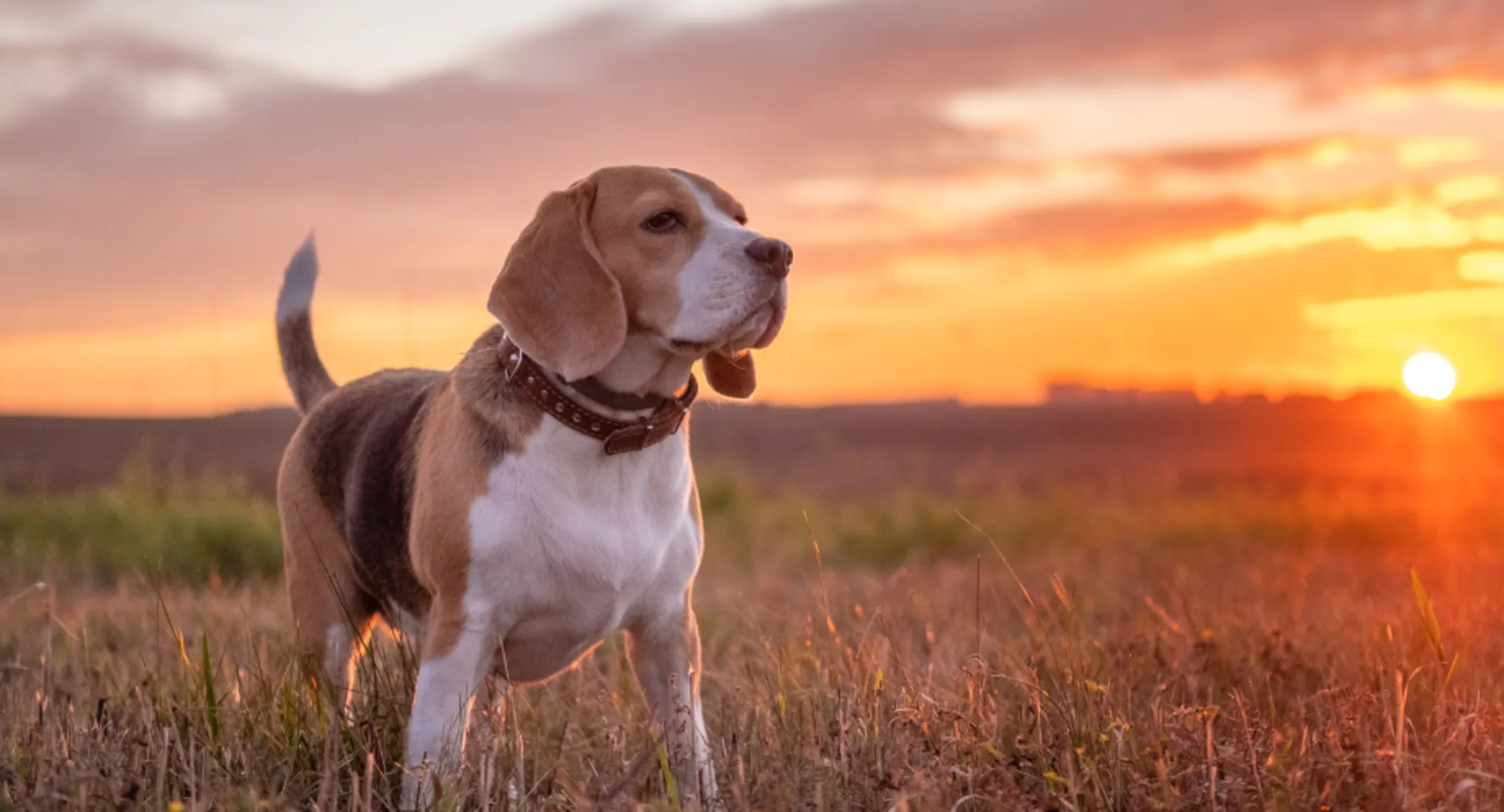 Beagle standing in a grassy field at sunset