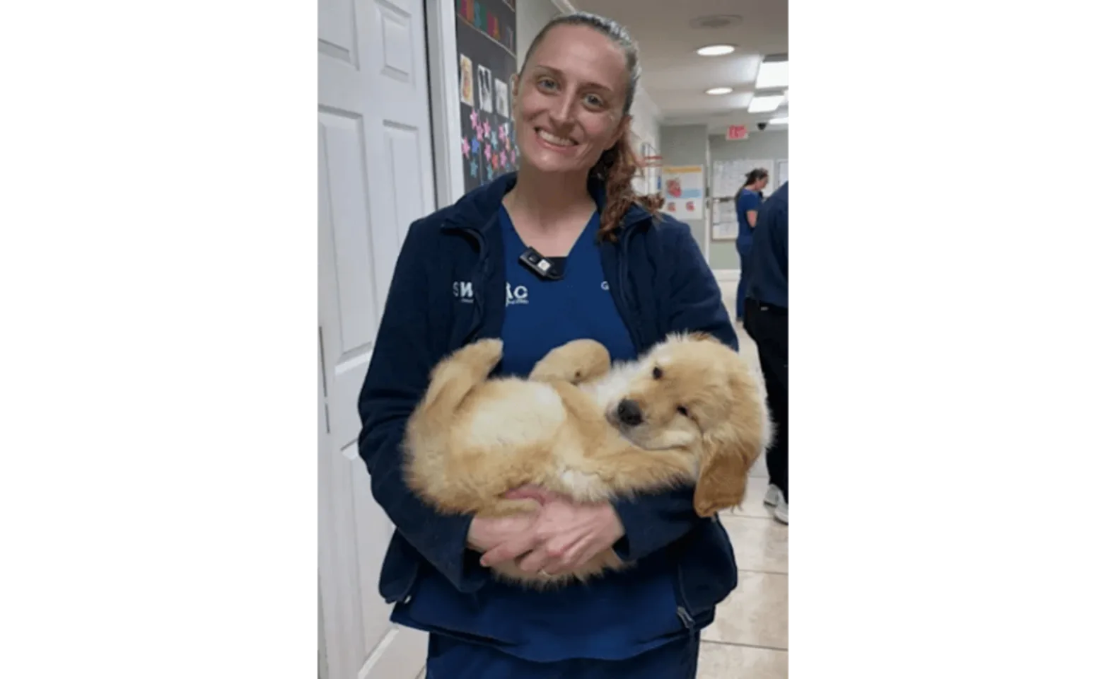 Staff holding golden retriever puppy Staff holding golden retriever puppy