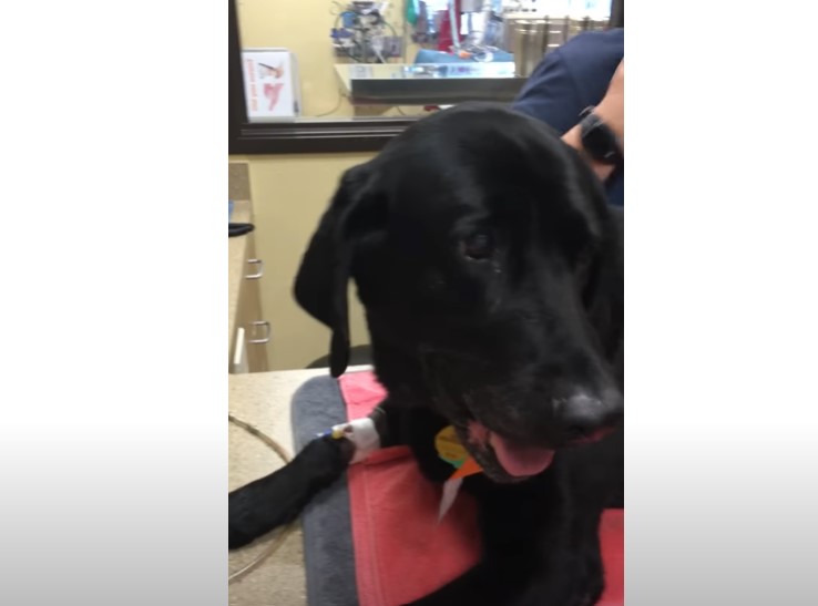 Black dog having difficulty breathing