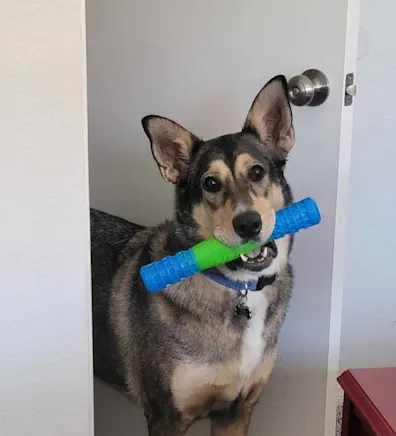 Dog with a toy in its mouth Dog with a toy in its mouth