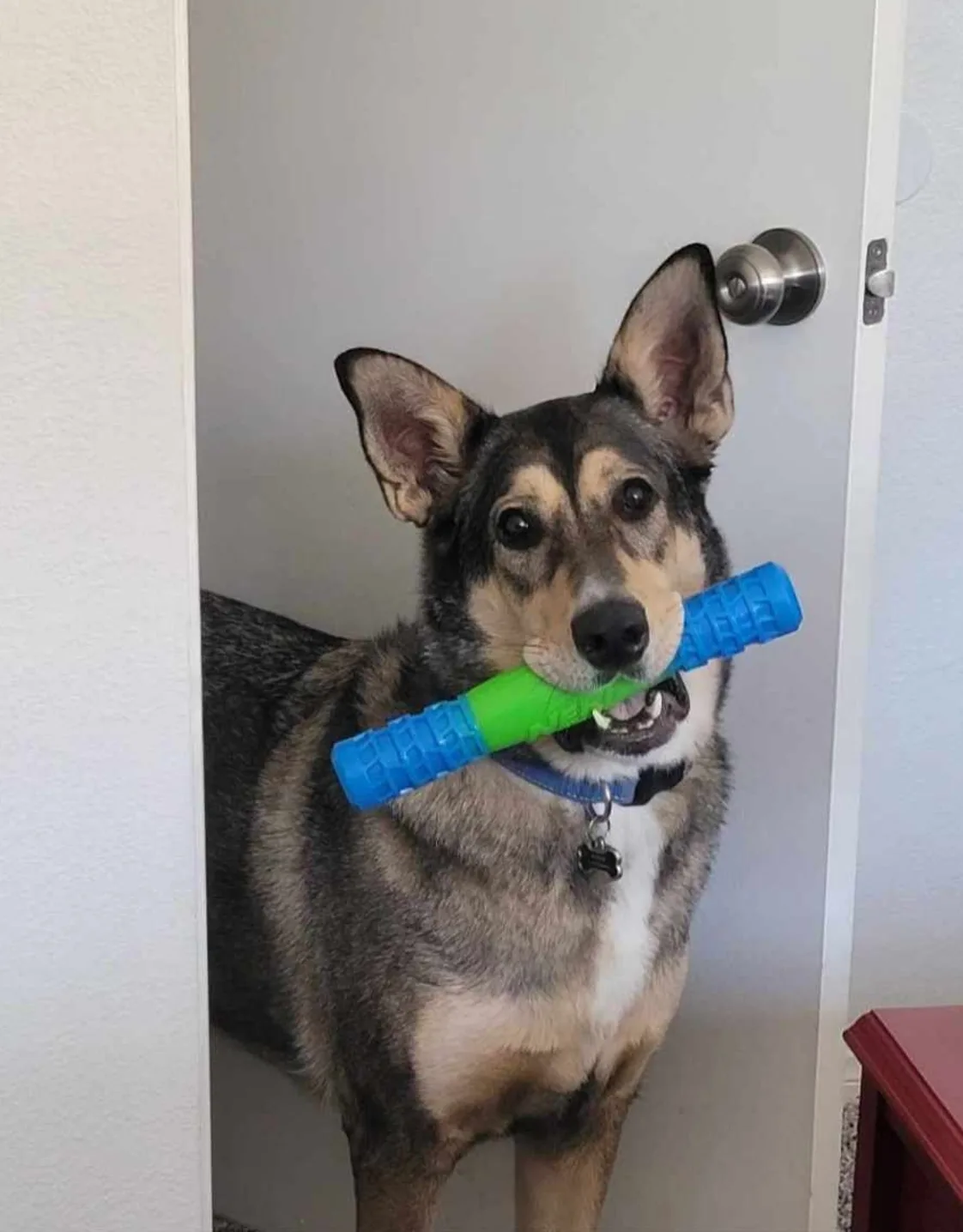 Dog with a toy in its mouth Dog with a toy in its mouth