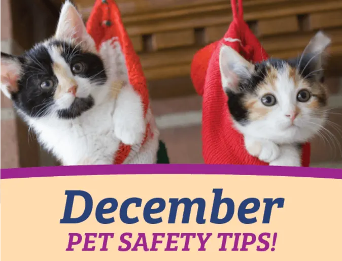 Two adorable kittens are inside two separate Christimas stocking hung up in the air. Two adorable kittens are inside two separate Christimas stocking hung up in the air.