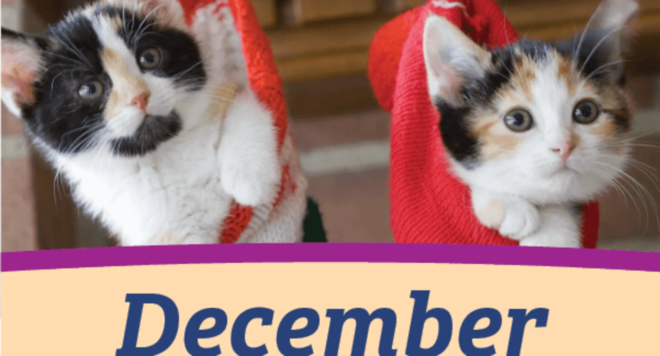Two adorable kittens are inside two separate Christimas stocking hung up in the air. Two adorable kittens are inside two separate Christimas stocking hung up in the air.