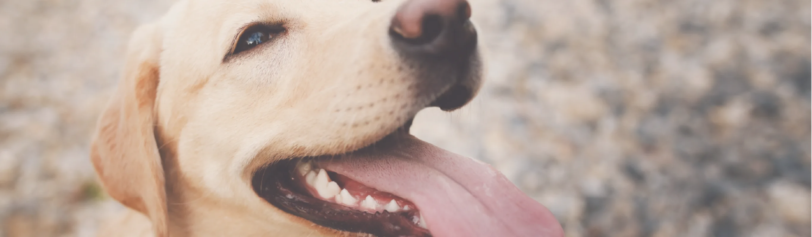 Dog sticking its tongue out