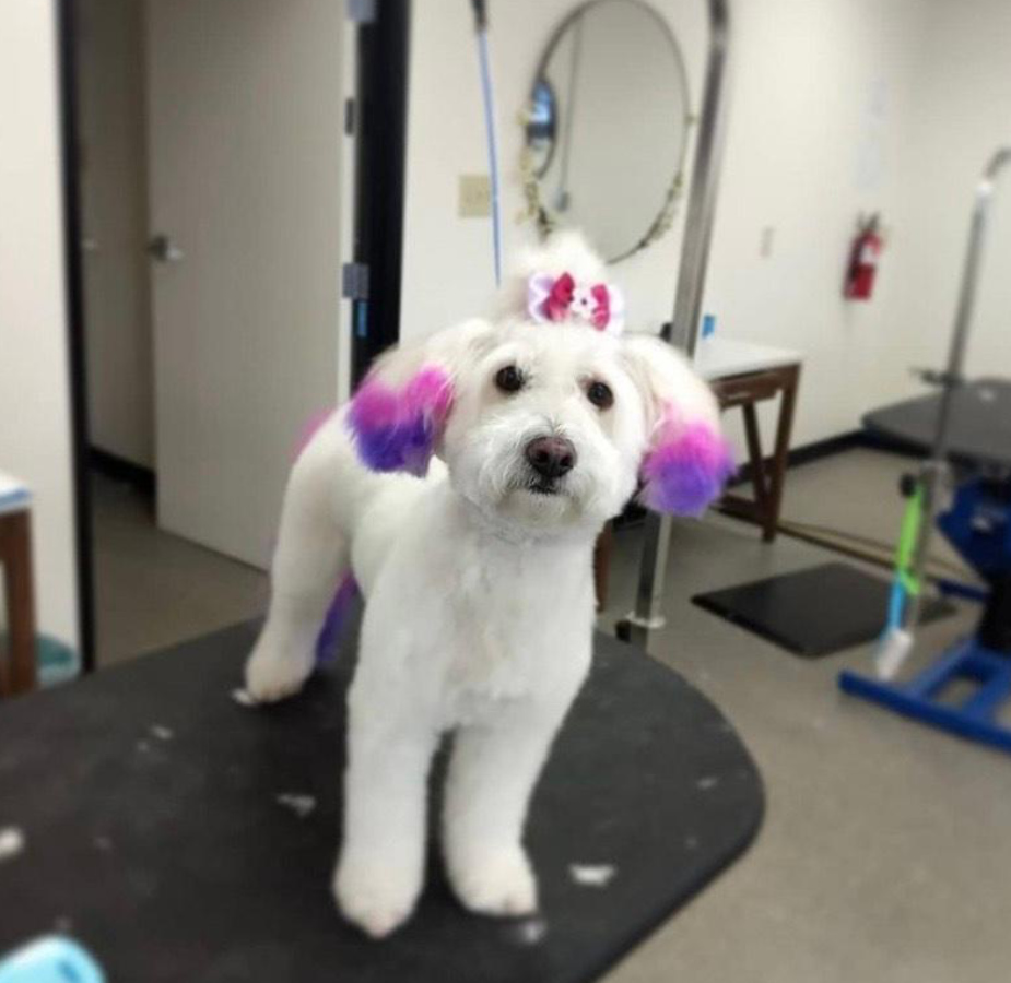 Dog with dyed pink and purple ears with pink bow on grooming table