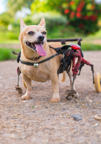 dog in wheelchair