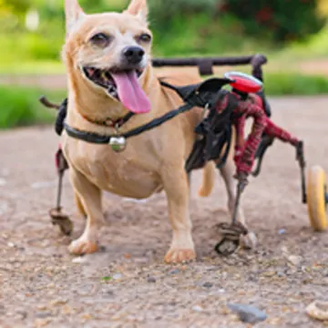 dog in wheelchair dog in wheelchair