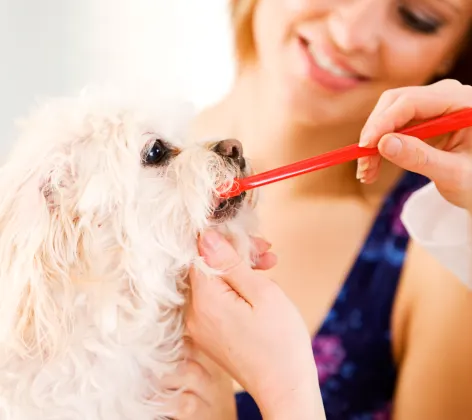 Showing owner how to brush teeth