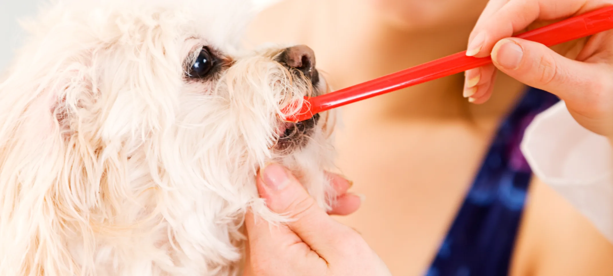 Showing owner how to brush teeth