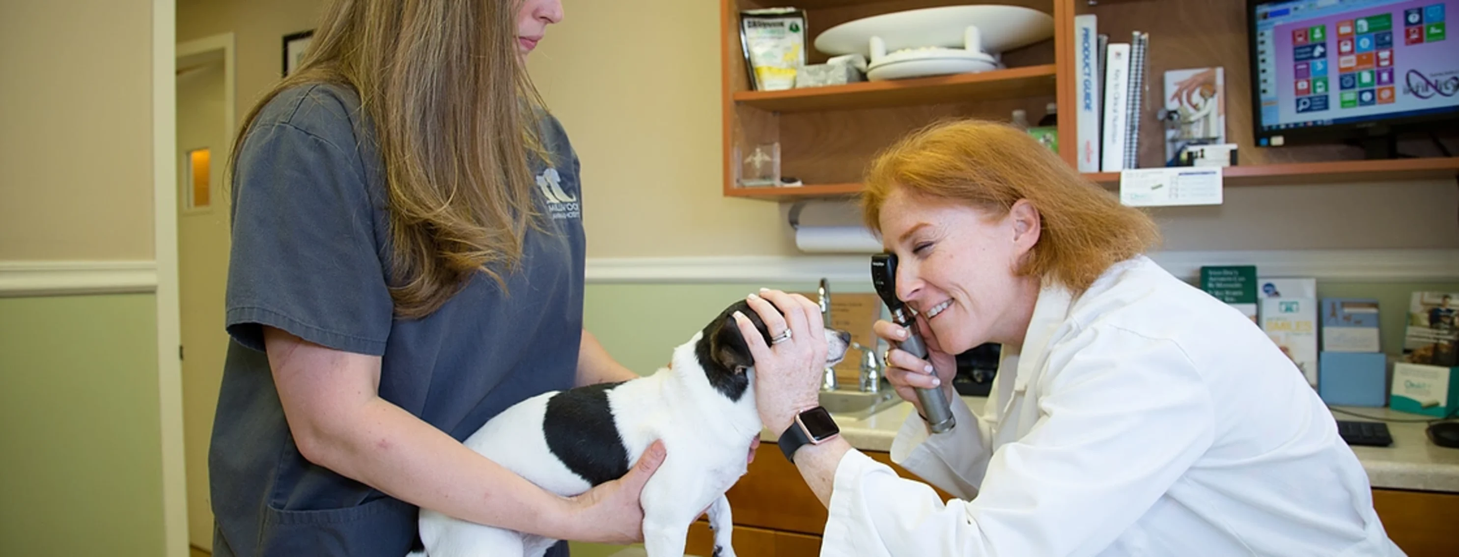 Vet Examinating Spotted Dog Vet Examinating Spotted Dog