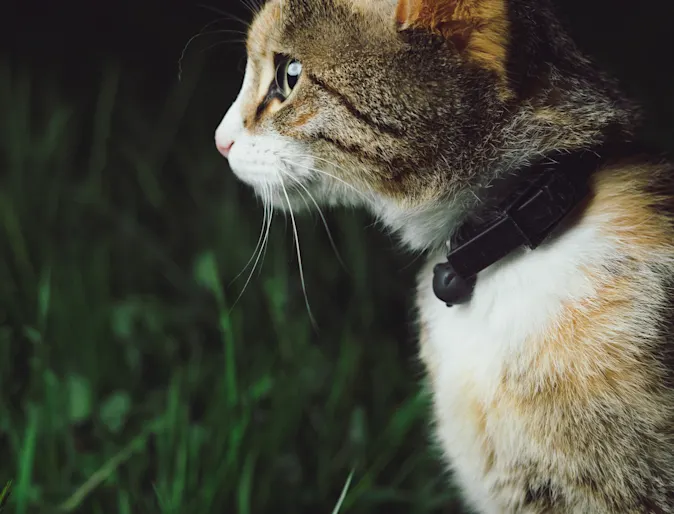 Cat Cat