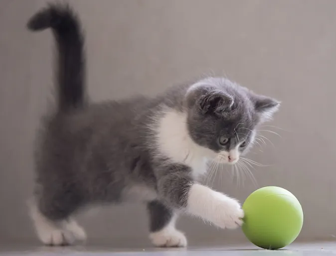 Kitten playing with green ball Kitten playing with green ball