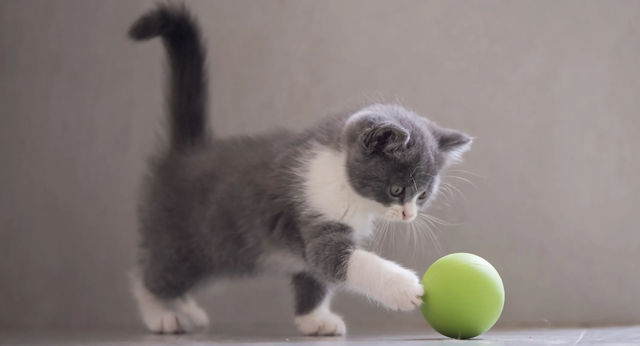 Kitten playing with green ball Kitten playing with green ball