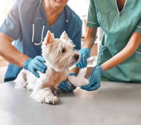 Dog being examined by doctors
