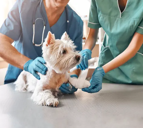 Dog being examined by doctors Dog being examined by doctors