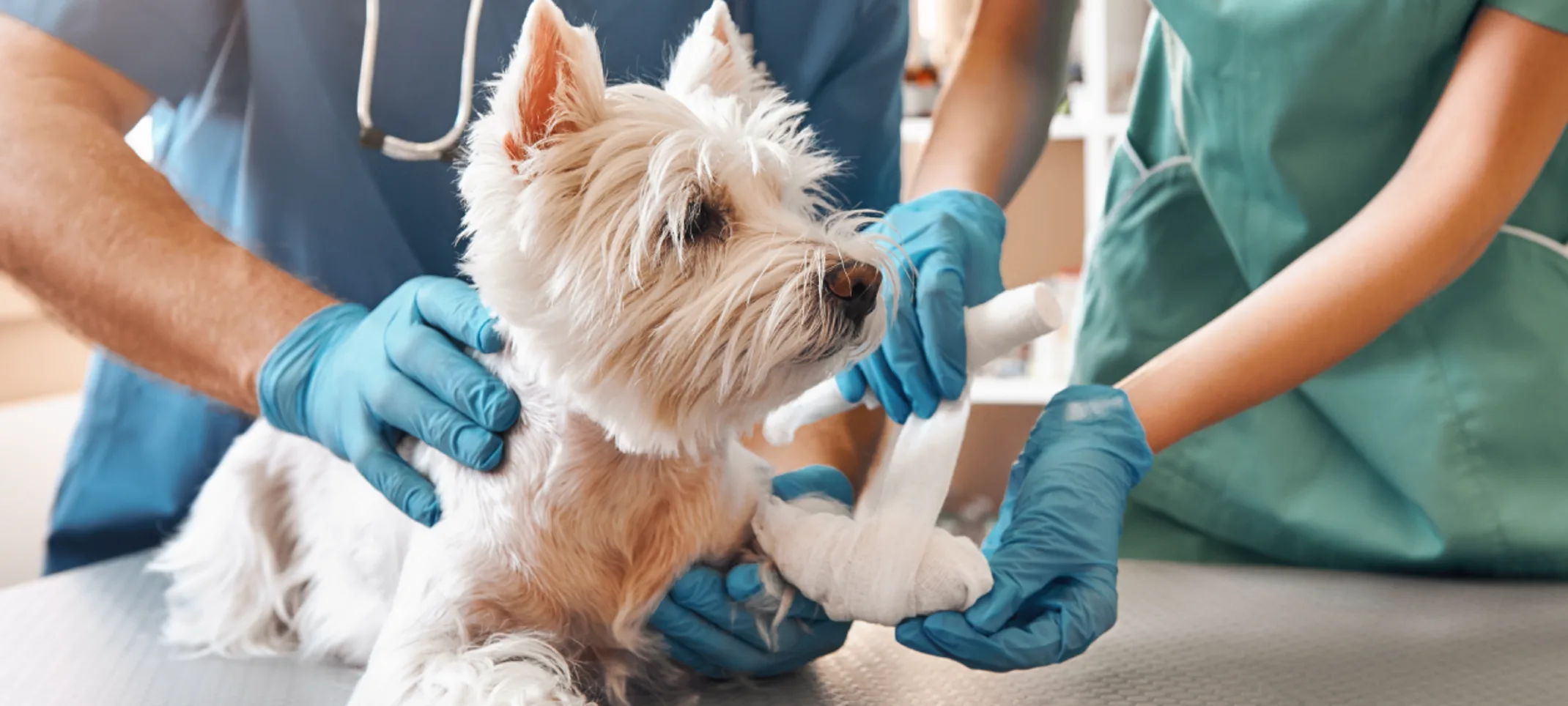 Dog being examined by doctors