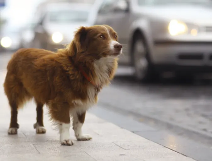 Lost Pet Prevention Lost Pet Prevention