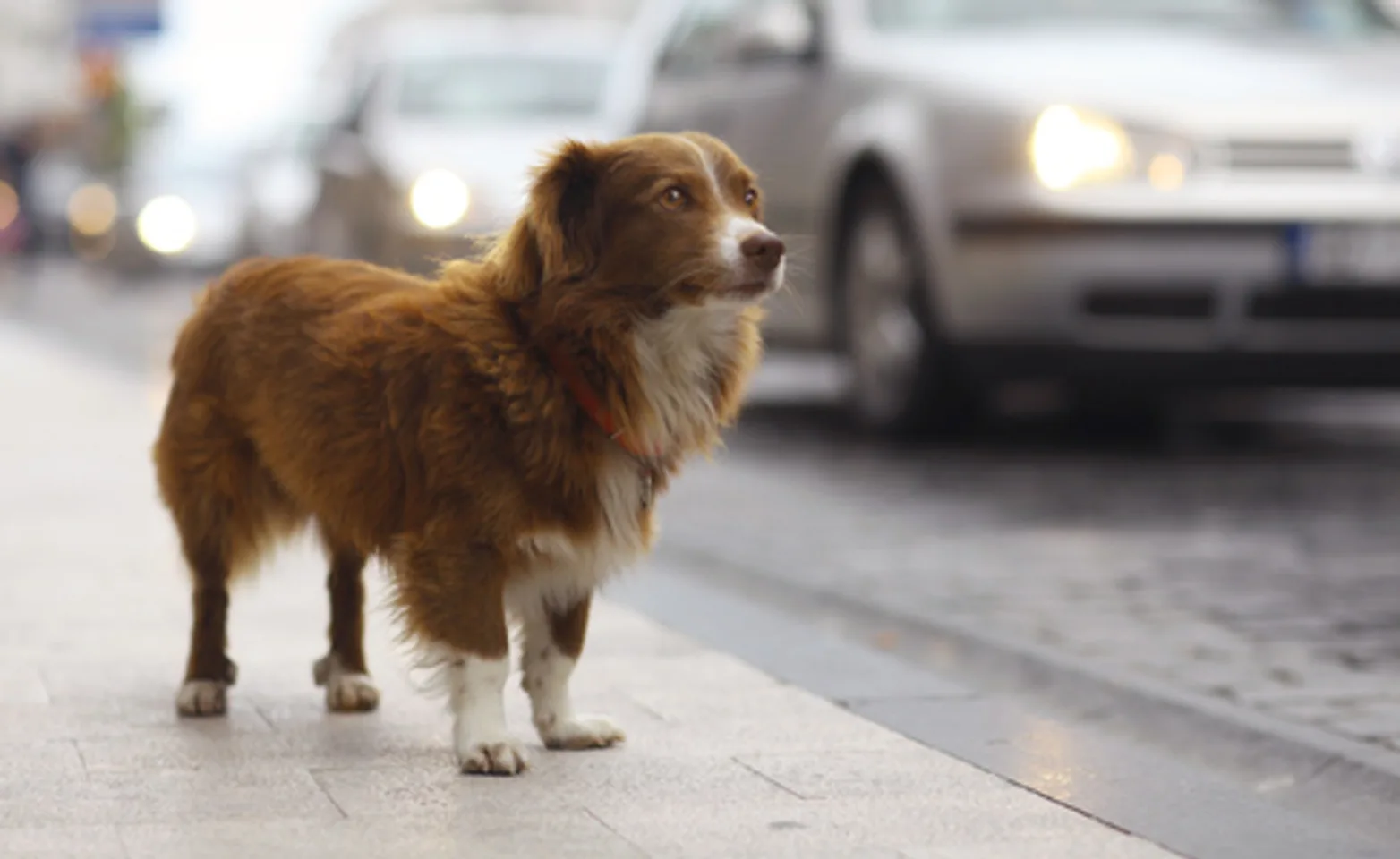 Lost Pet Prevention Lost Pet Prevention