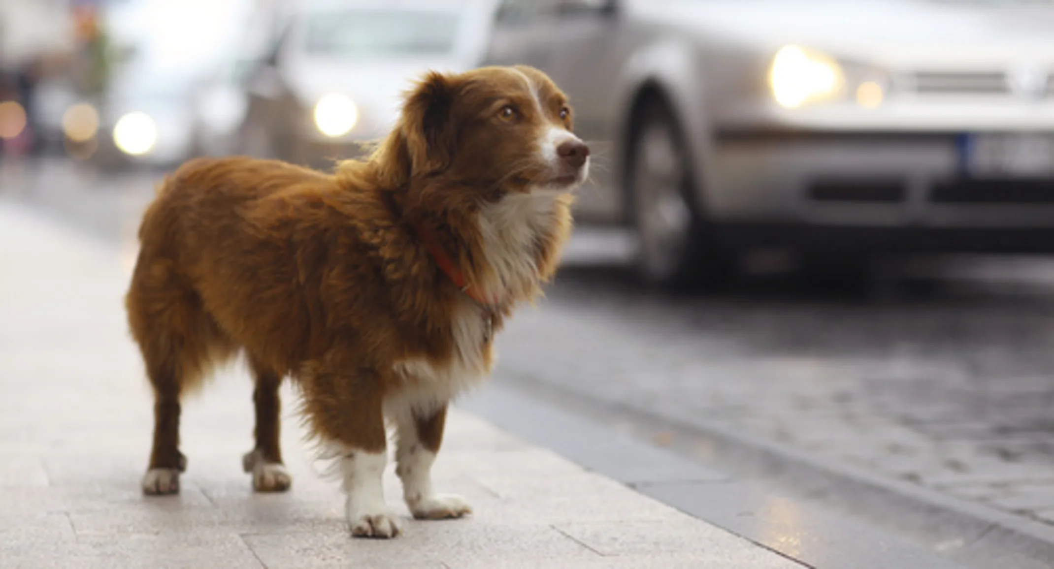 Lost Pet Prevention Lost Pet Prevention