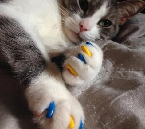 a cat wearing yellow and blue soft claws on their front paws a cat wearing yellow and blue soft claws on their front paws