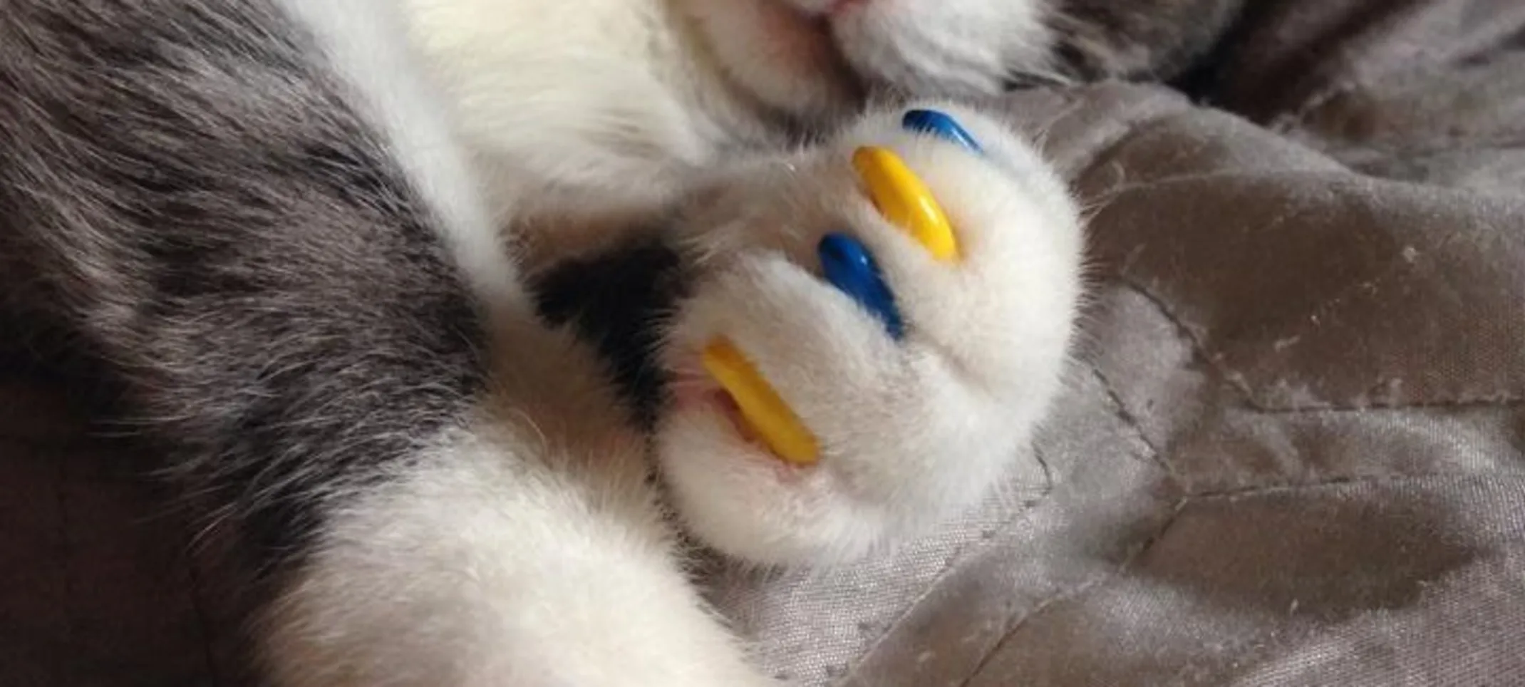 a cat wearing yellow and blue soft claws on their front paws