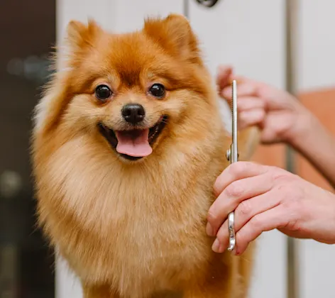 Dog being groomed by specialist Dog being groomed by specialist