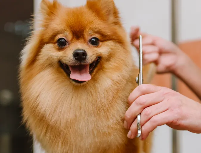 Dog being groomed by specialist