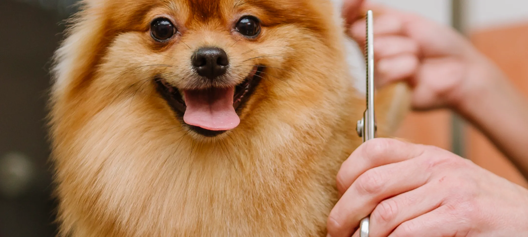 Dog being groomed by specialist Dog being groomed by specialist