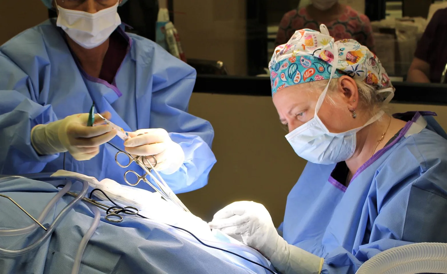 Vet performing surgery on a patient. Vet performing surgery on a patient.