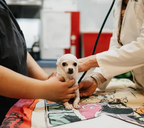A doctor using a stethoscope on a small white Chihuahua 