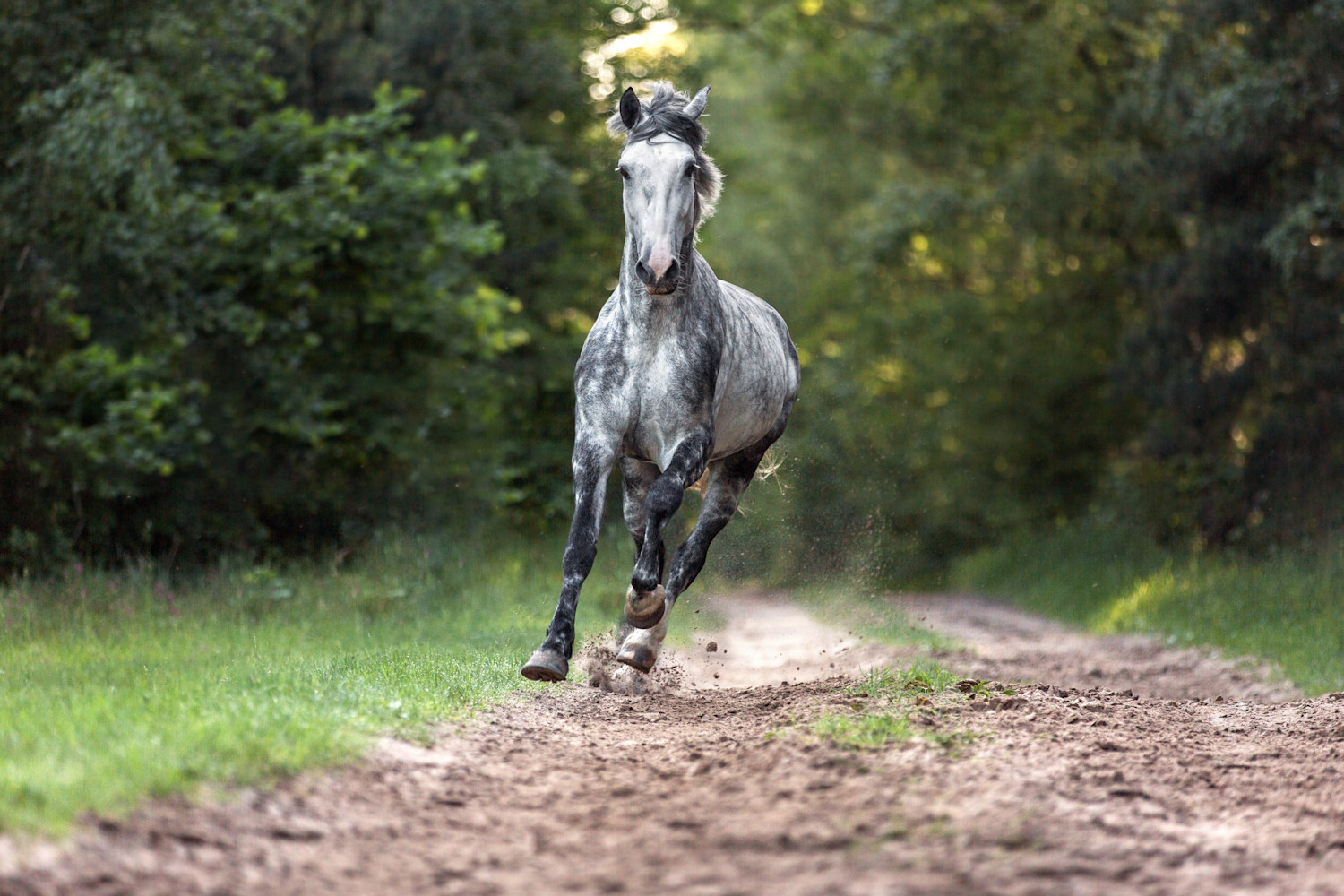 Gray horse running through the woods