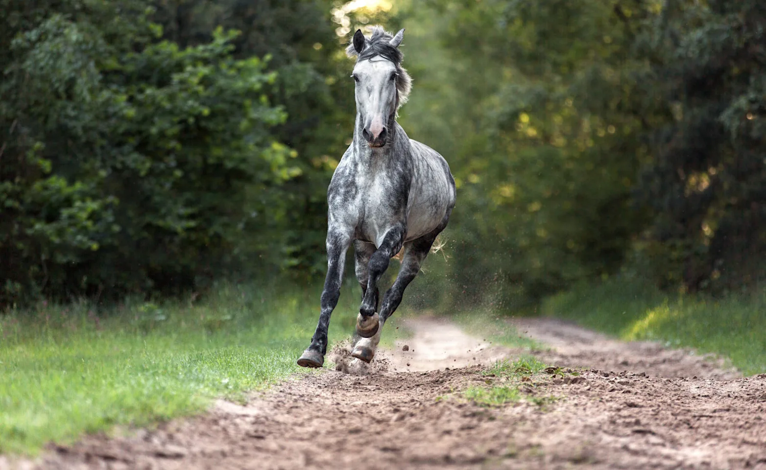 Gray horse running through the woods Gray horse running through the woods