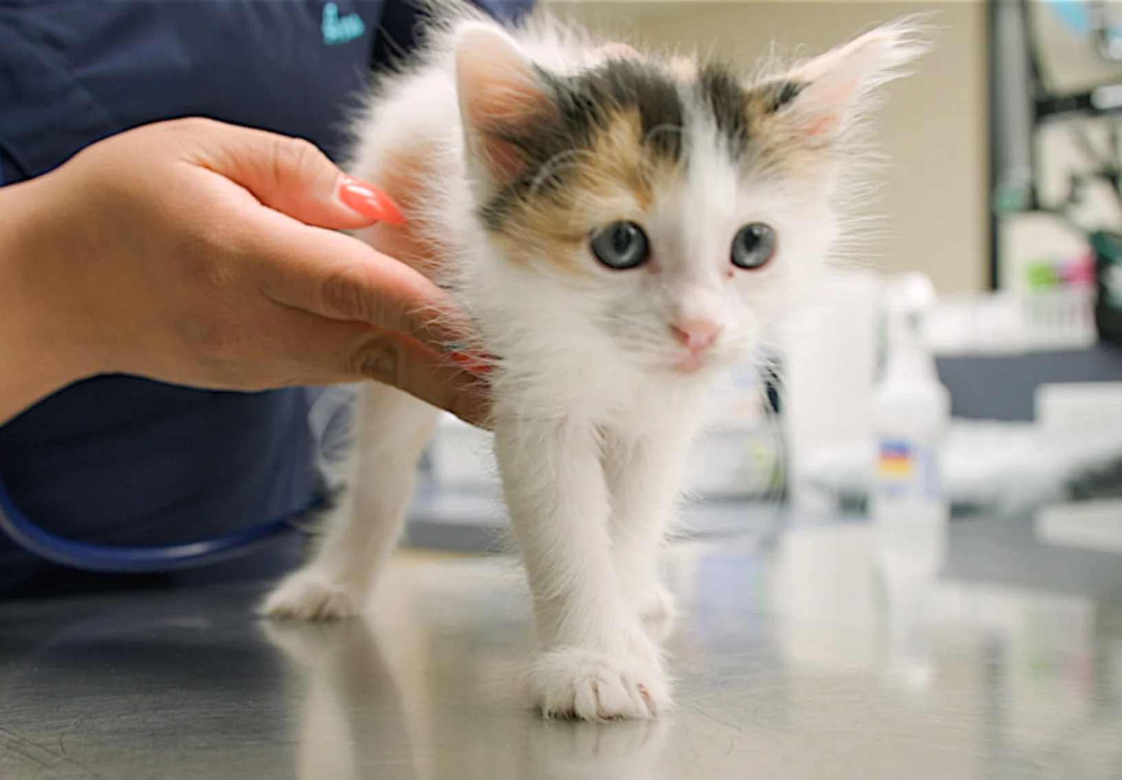 Close up of kitten on a table with a staff member