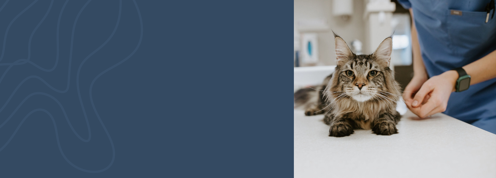 Brown Cat Laying on Exam Table Next to DVM