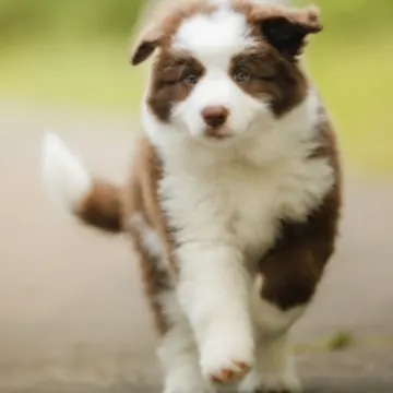 White/Brown Dog Walking Outside White/Brown Dog Walking Outside
