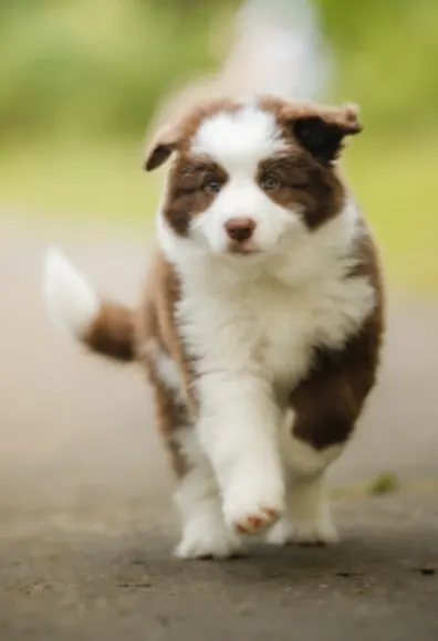 White/Brown Dog Walking Outside