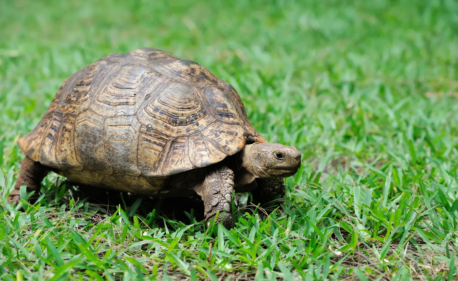 Turtle walking in grass