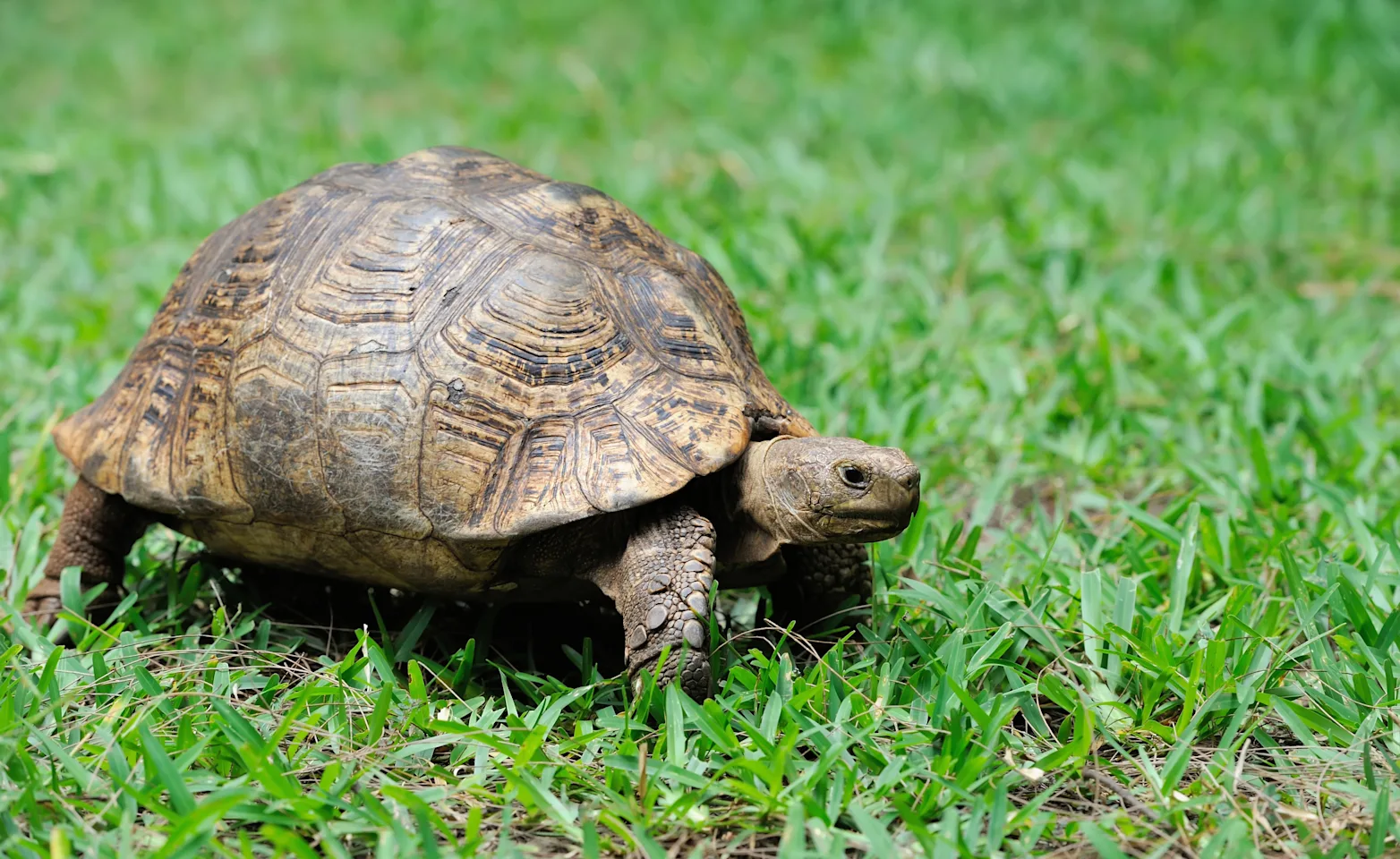 Turtle walking in grass