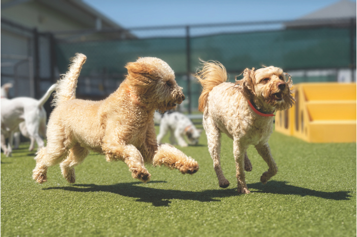 Dogs chase each other while at PetSuites during spring break. 