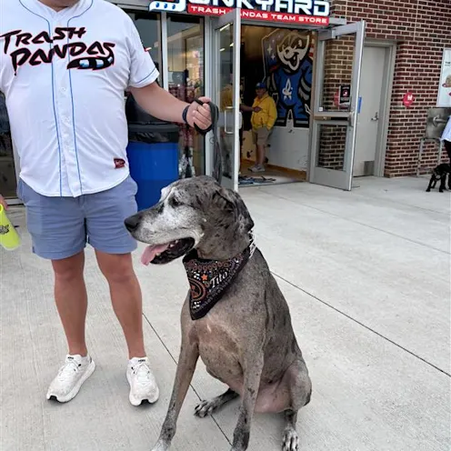 Dog Days at Toyota Field with North Alabama Veterinary Emergency & Specialty Dog Days at Toyota Field with North Alabama Veterinary Emergency & Specialty