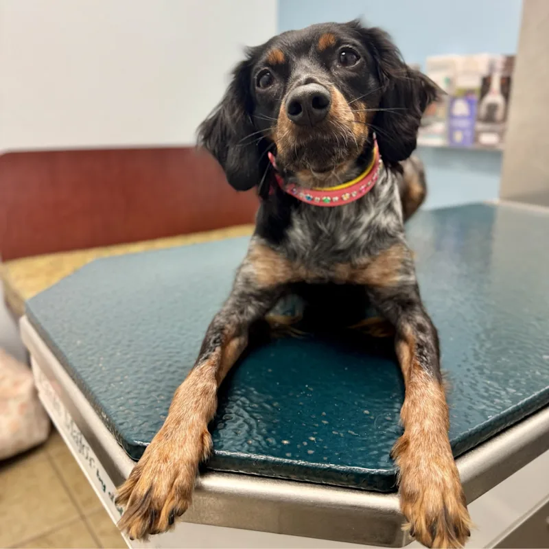 Relief Veterinary Team Relief Veterinary Team