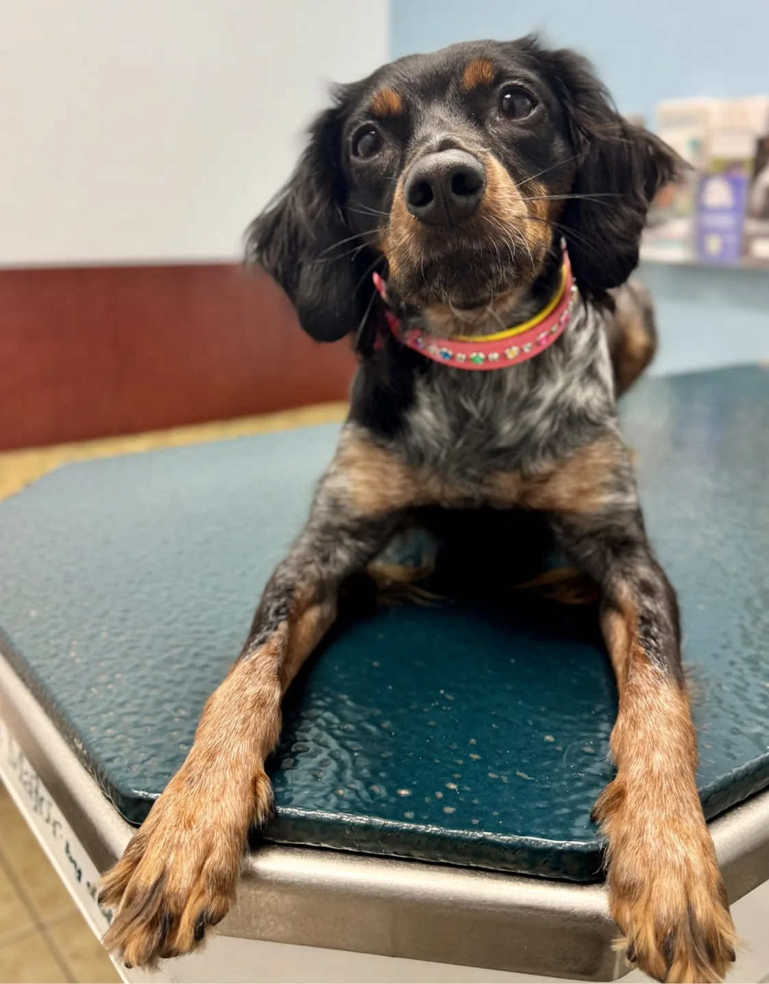 Relief Veterinary Team Relief Veterinary Team