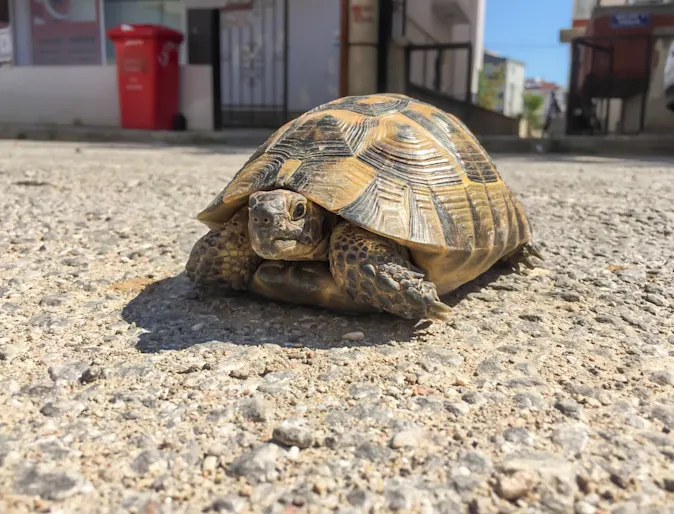 Turtle sitting on gravel road Turtle sitting on gravel road