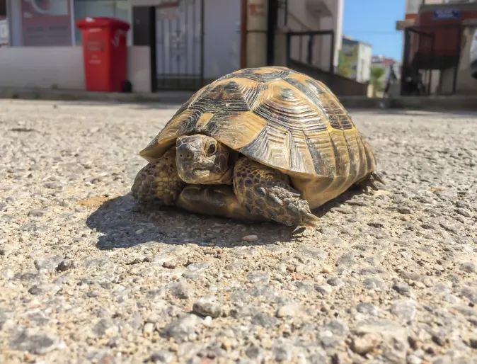 Turtle sitting on gravel road