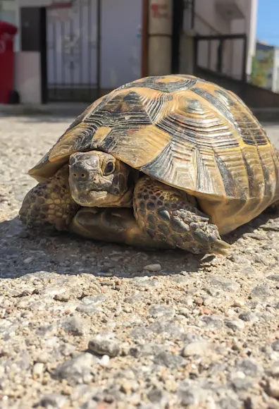 Turtle sitting on gravel road Turtle sitting on gravel road