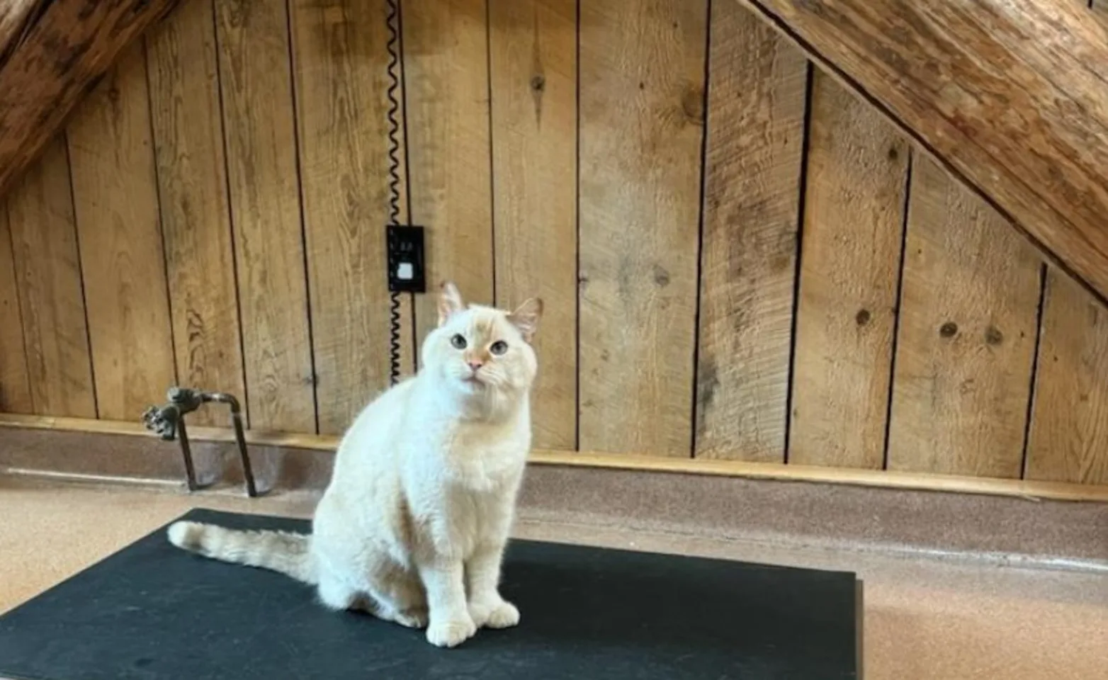 Cat sitting on scale Cat sitting on scale
