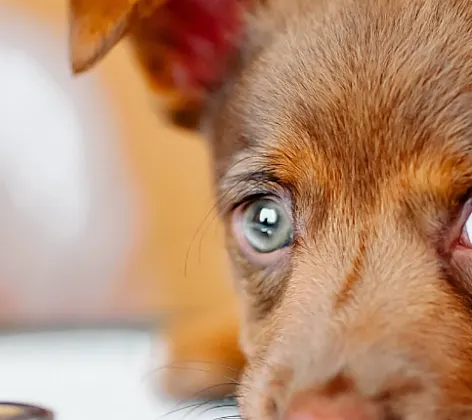 Big Brown Eyes Dog Puppy