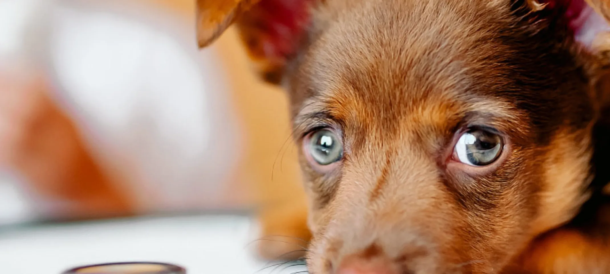 Big Brown Eyes Dog Puppy Big Brown Eyes Dog Puppy
